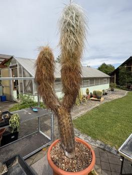 Oreocereus celsianus
